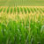 Выращивание многолетней пшеницы и кукурузы становится прибыльным