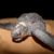 Кожистые морские черепахи находятся на грани исчезновения