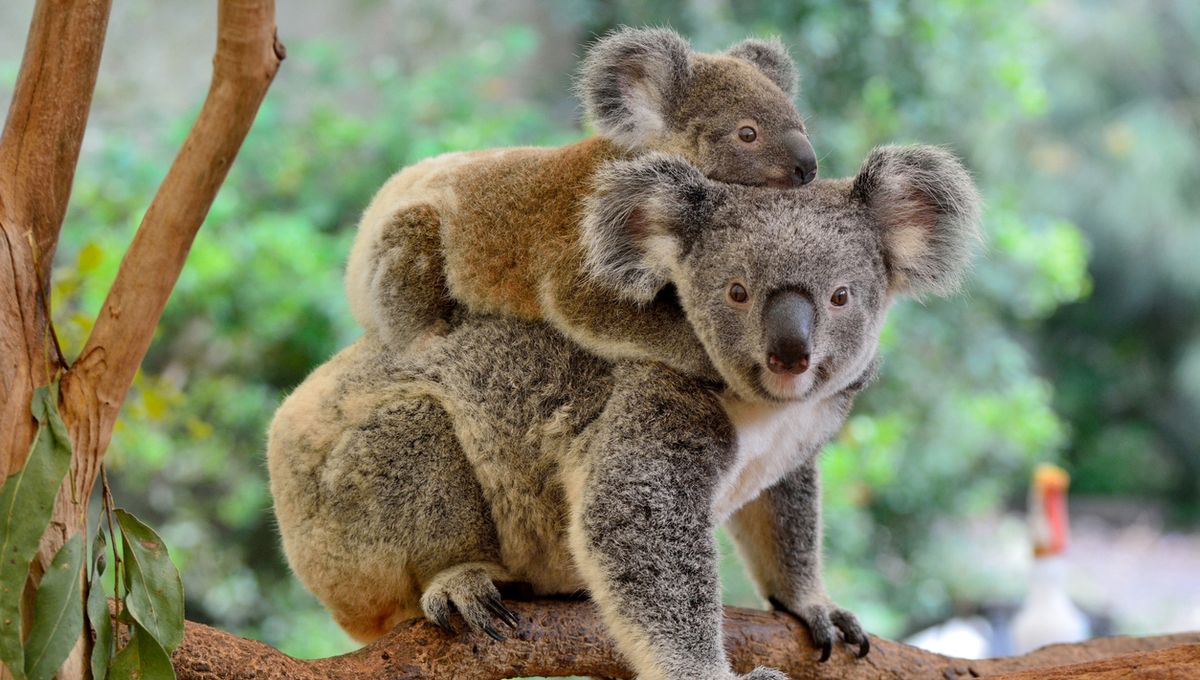 Животные австралии их