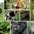 Большинство видов приматов исчезает из дикой природы