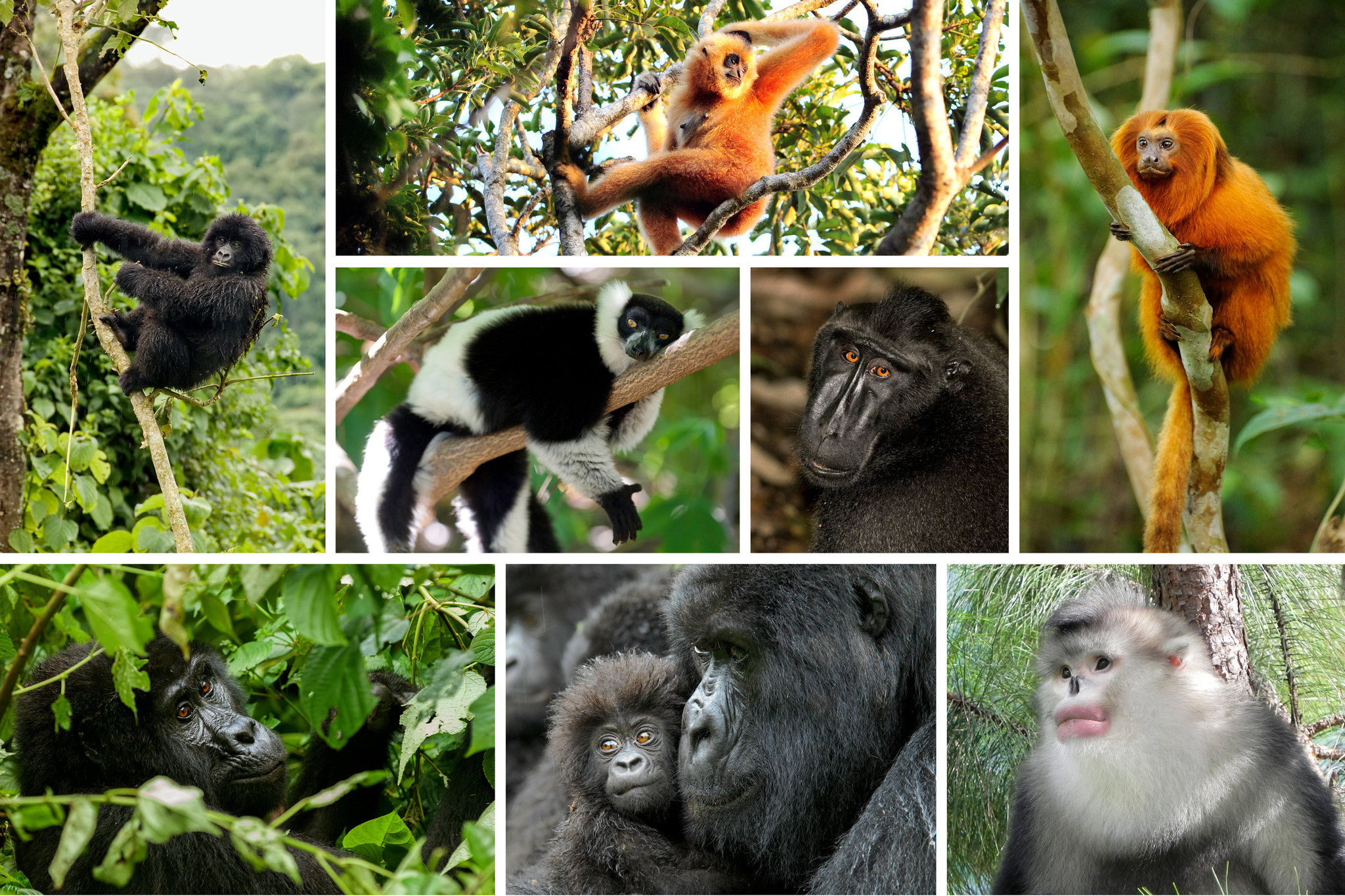 Многообразие видов обезьян