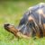 Мадагаскарская лучистая черепаха исчезает из дикой природы