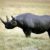 Западноафриканский черный носорог объявлен вымершим